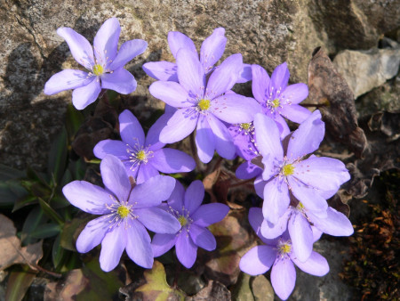 Hepatica nobilis